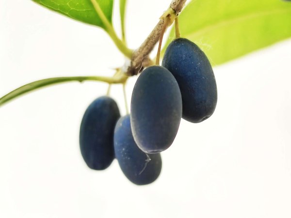 辉煌配资 桂花果实如葡萄 一簇簇又黑又亮