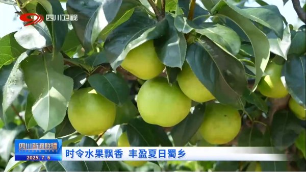 广州米牛 四川新闻联播丨时令水果飘香 丰盈夏日蜀乡