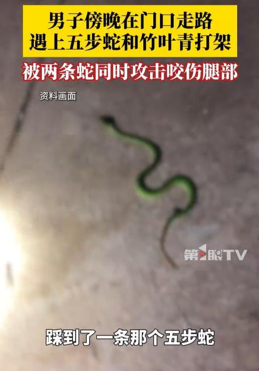 股市配资 五步蛇和竹叶青打架，男子路过被两条蛇同时攻击咬伤